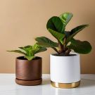 Indoor Fiddle Leaf Fig Planter Set