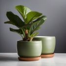 Indoor Fiddle Leaf Fig Planter Set - Pro