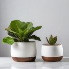 Indoor Fiddle Leaf Fig Planter Set - Plus