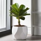 Indoor Fiddle Leaf Fig Planter Set - Lite