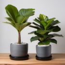 Indoor Fiddle Leaf Fig Planter Set - Deluxe