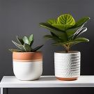 Indoor Fiddle Leaf Fig Planter Set - Classic