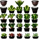 Indoor Fiddle Leaf Fig Planter Set - Essential