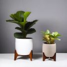 Indoor Fiddle Leaf Fig Planter Set - Advanced