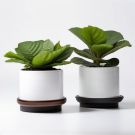 Indoor Fiddle Leaf Fig Planter Set - Compact