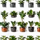 Indoor Fiddle Leaf Fig Planter Set - Premium