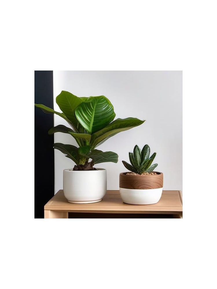 Indoor Fiddle Leaf Fig Planter Set