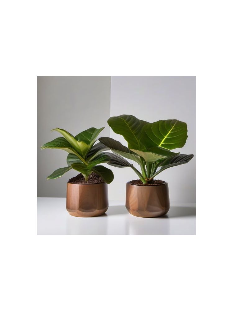 Indoor Fiddle Leaf Fig Planter Set