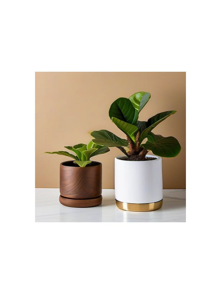 Indoor Fiddle Leaf Fig Planter Set