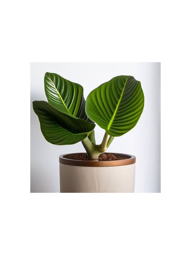 Indoor Fiddle Leaf Fig Planter Set