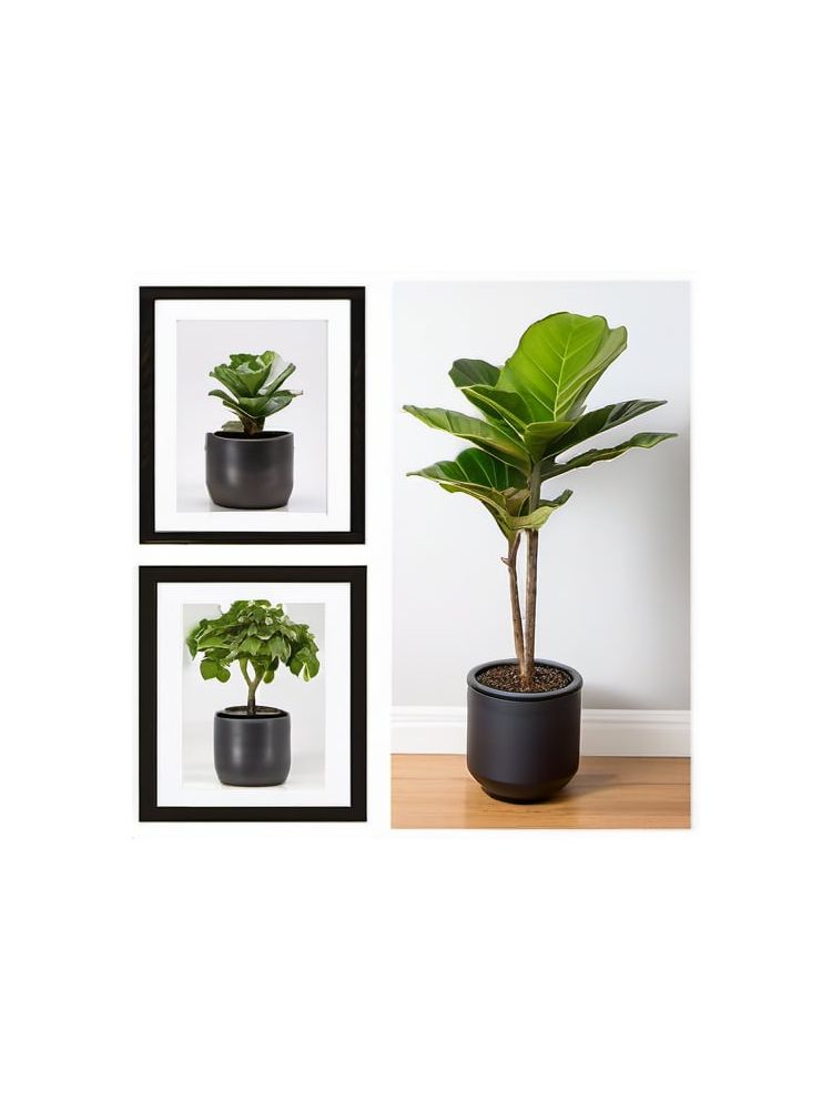 Indoor Fiddle Leaf Fig Planter Set - Pro