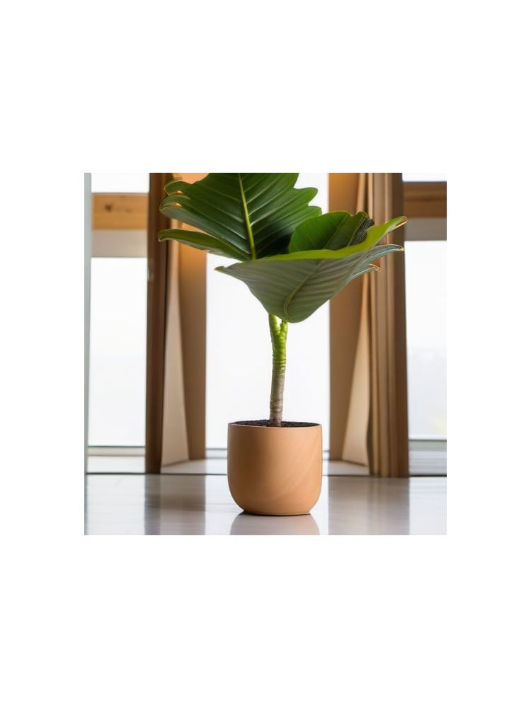 Indoor Fiddle Leaf Fig Planter Set - Pro
