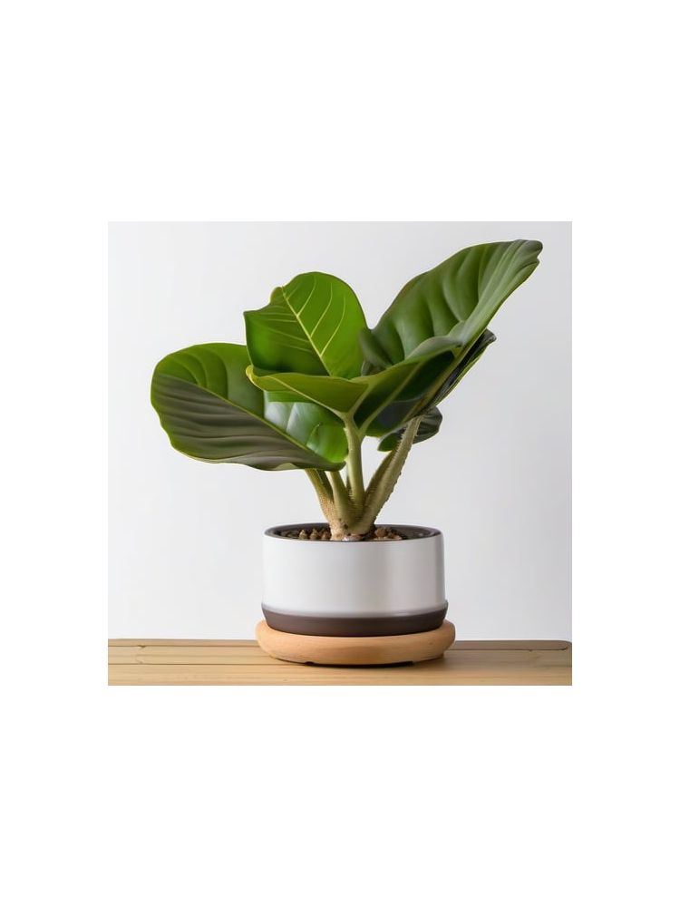 Indoor Fiddle Leaf Fig Planter Set - Pro