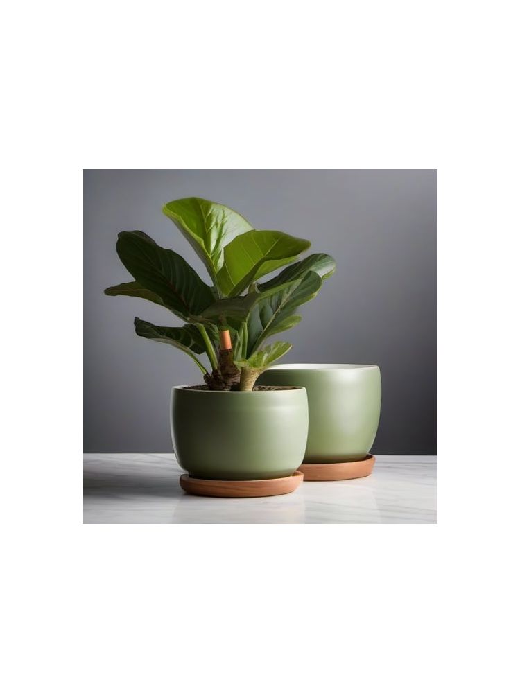 Indoor Fiddle Leaf Fig Planter Set - Pro
