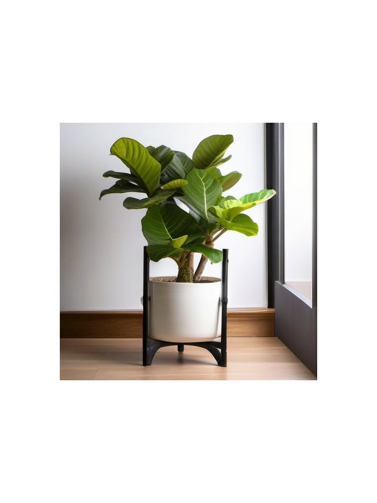 Indoor Fiddle Leaf Fig Planter Set - Pro