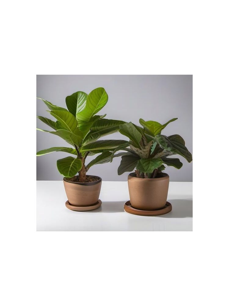 Indoor Fiddle Leaf Fig Planter Set - Plus