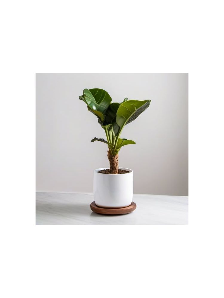 Indoor Fiddle Leaf Fig Planter Set - Plus