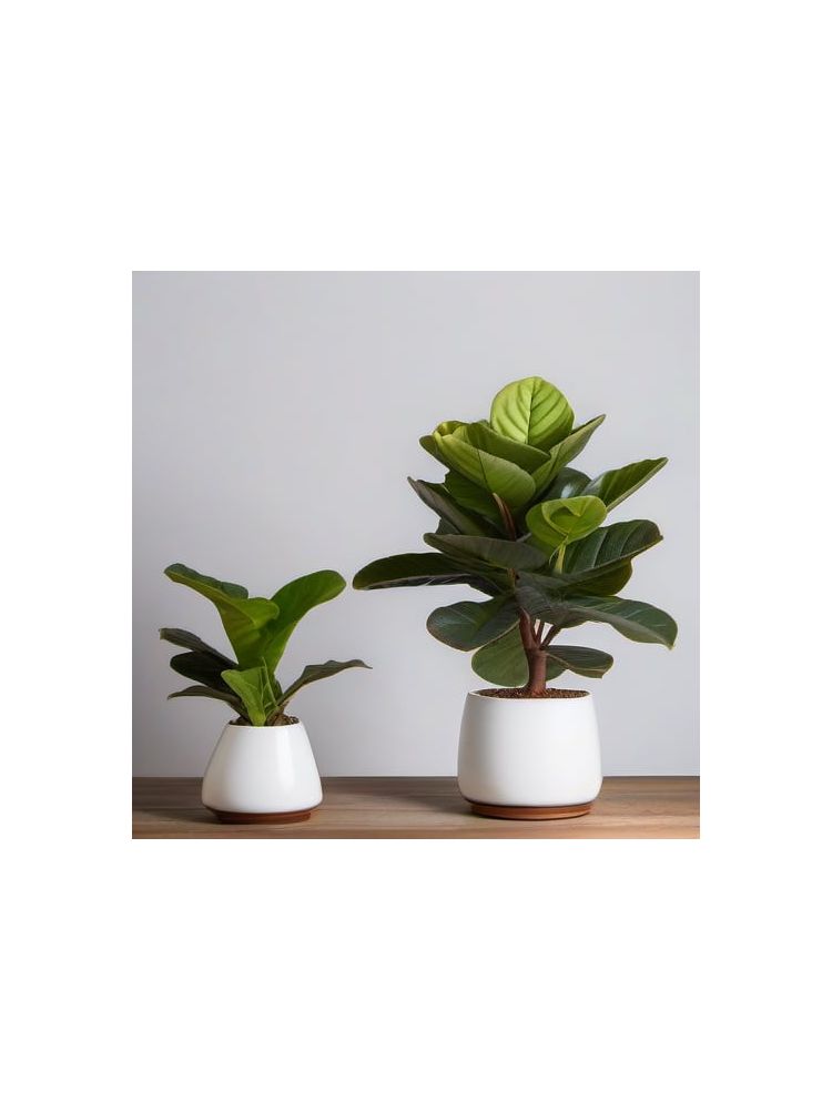 Indoor Fiddle Leaf Fig Planter Set - Plus