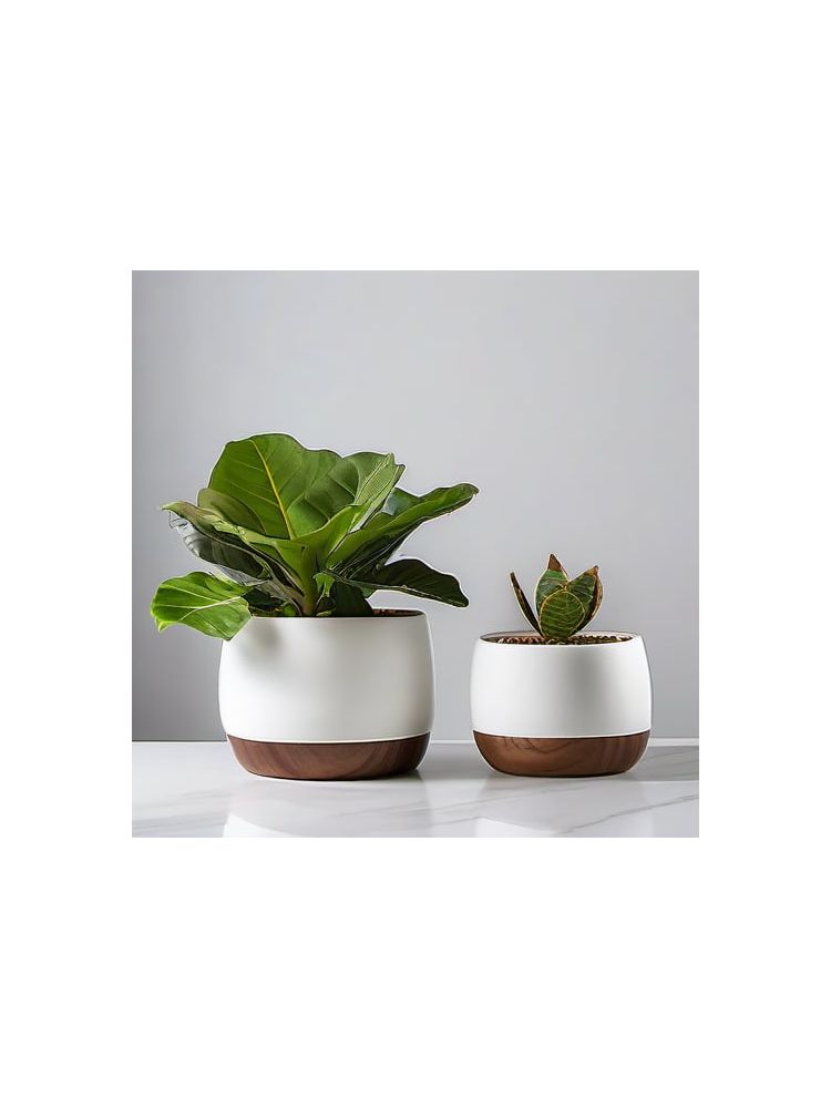 Indoor Fiddle Leaf Fig Planter Set - Plus