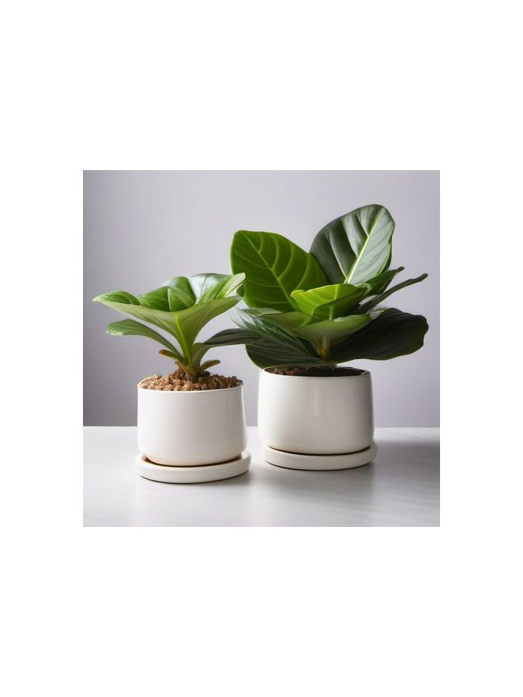 Indoor Fiddle Leaf Fig Planter Set - Lite