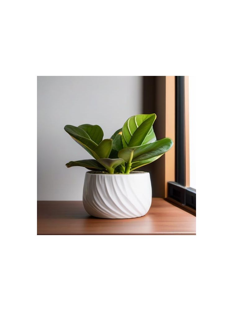 Indoor Fiddle Leaf Fig Planter Set - Lite