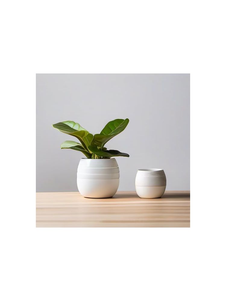 Indoor Fiddle Leaf Fig Planter Set - Lite