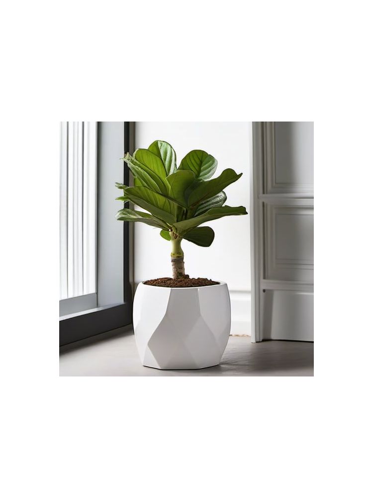 Indoor Fiddle Leaf Fig Planter Set - Lite