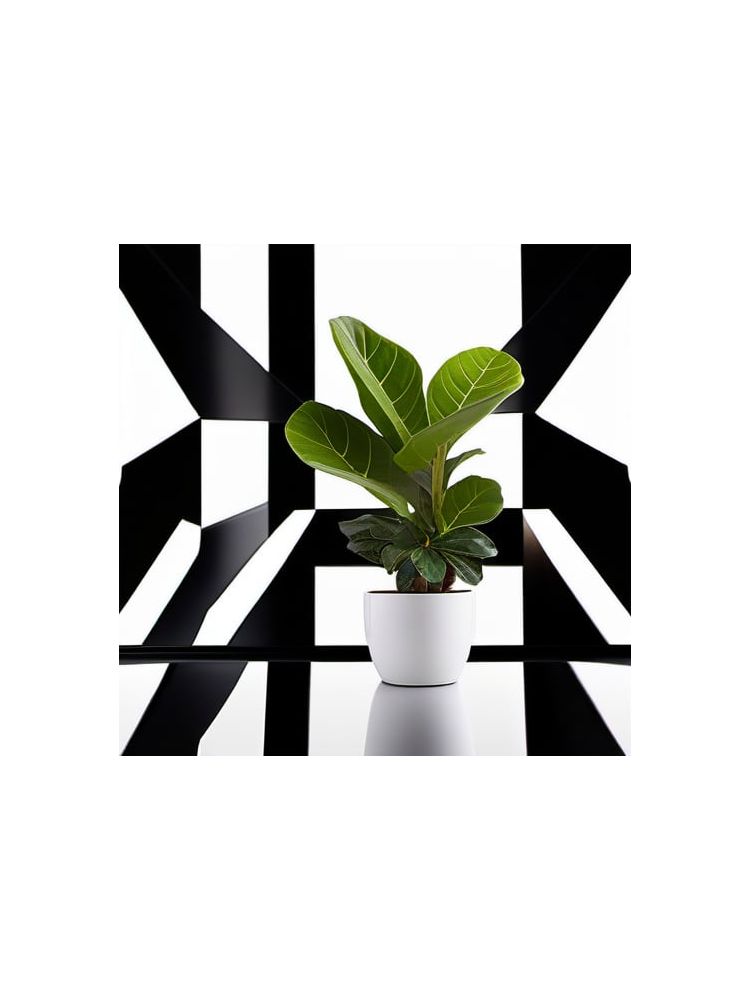 Indoor Fiddle Leaf Fig Planter Set - Lite