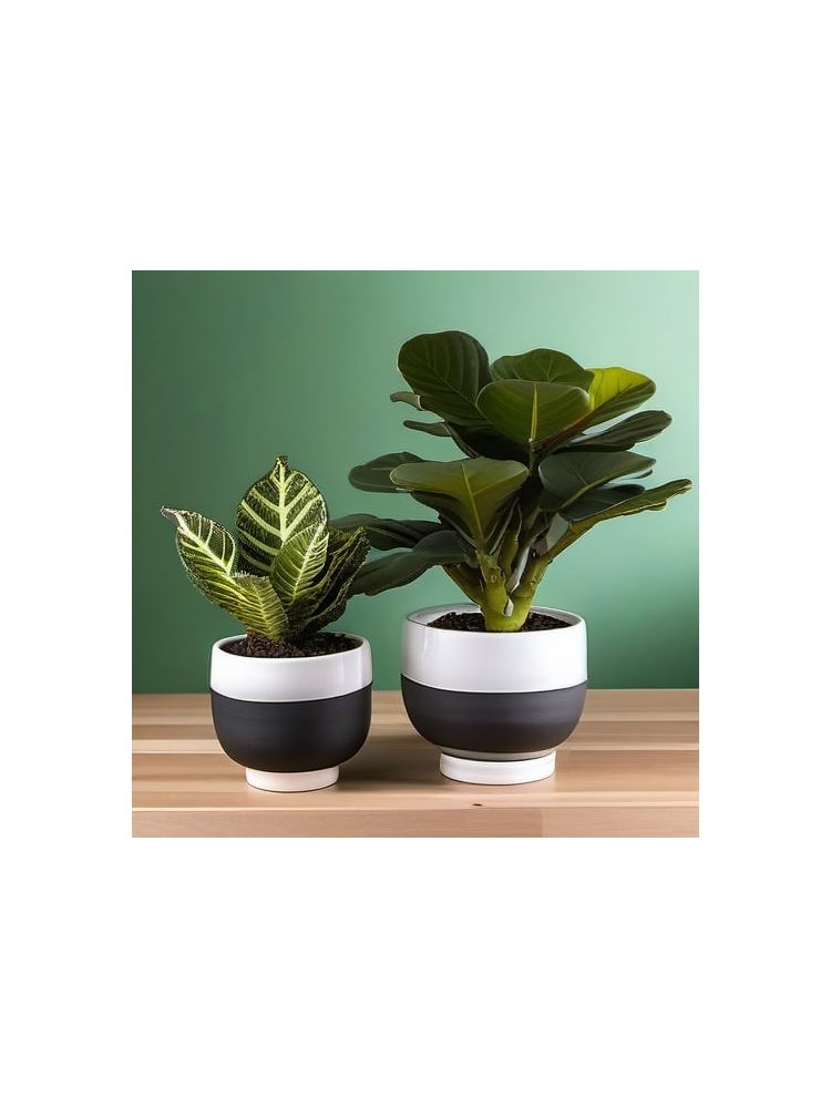 Indoor Fiddle Leaf Fig Planter Set - Deluxe