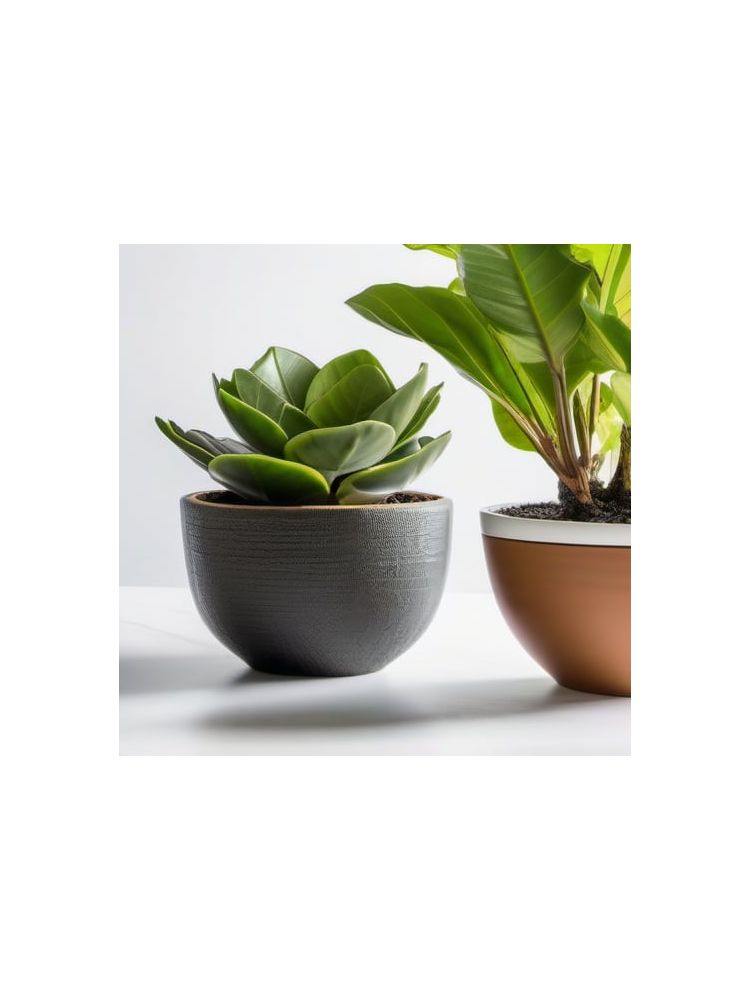 Indoor Fiddle Leaf Fig Planter Set - Deluxe