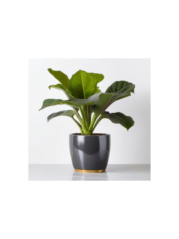Indoor Fiddle Leaf Fig Planter Set - Deluxe