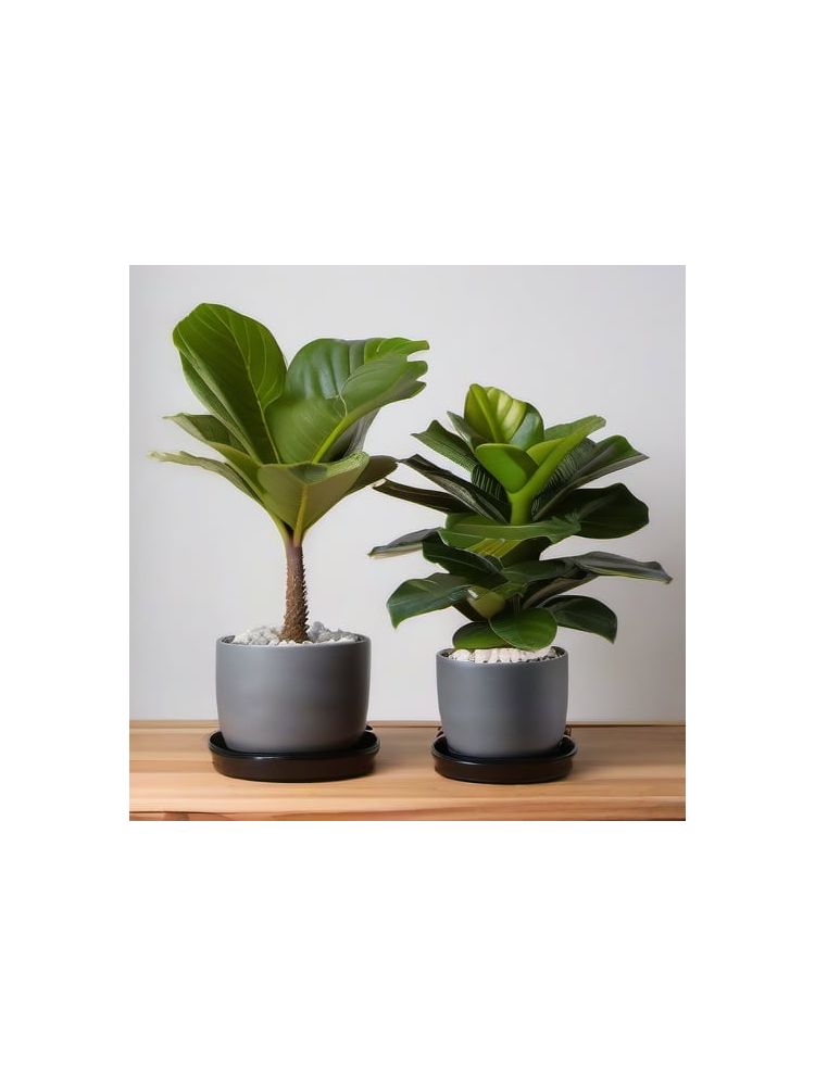 Indoor Fiddle Leaf Fig Planter Set - Deluxe