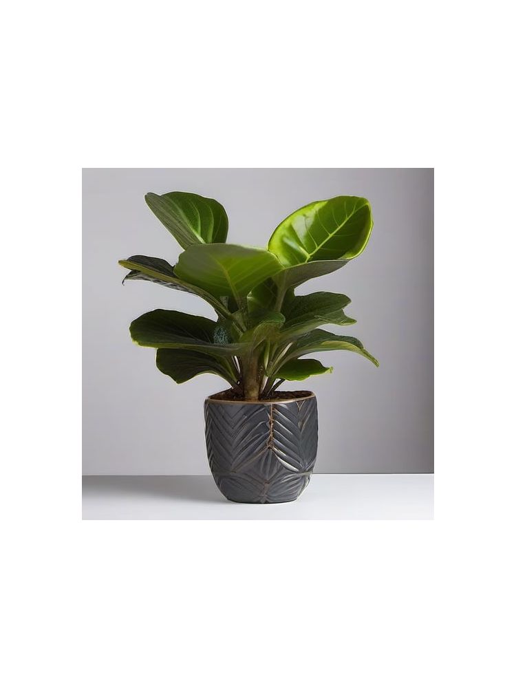 Indoor Fiddle Leaf Fig Planter Set - Deluxe