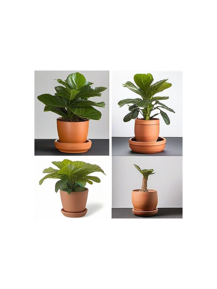 Indoor Fiddle Leaf Fig Planter Set - Classic