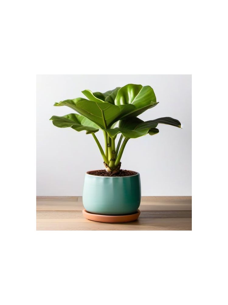 Indoor Fiddle Leaf Fig Planter Set - Classic