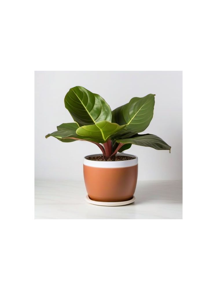 Indoor Fiddle Leaf Fig Planter Set - Classic