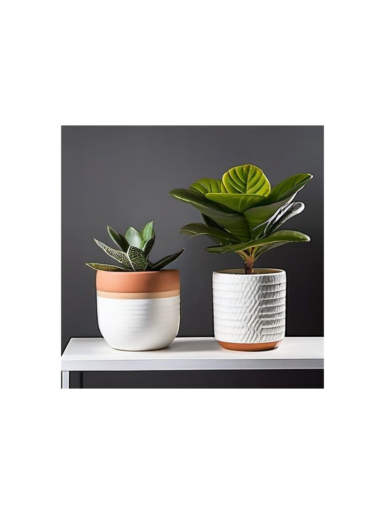 Indoor Fiddle Leaf Fig Planter Set - Classic