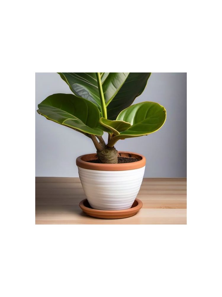 Indoor Fiddle Leaf Fig Planter Set - Classic