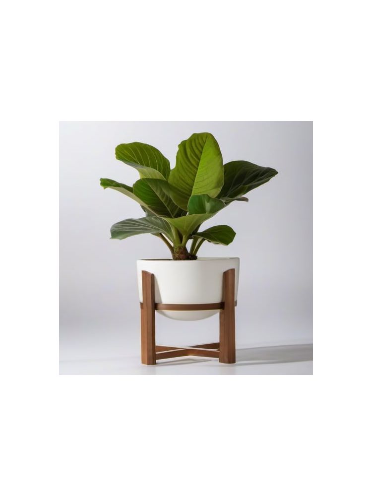 Indoor Fiddle Leaf Fig Planter Set - Essential