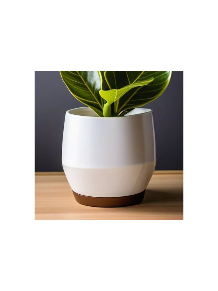 Indoor Fiddle Leaf Fig Planter Set - Essential