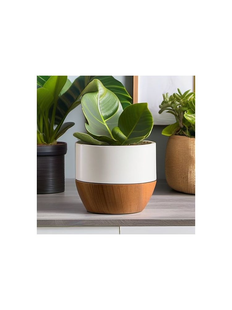 Indoor Fiddle Leaf Fig Planter Set - Essential