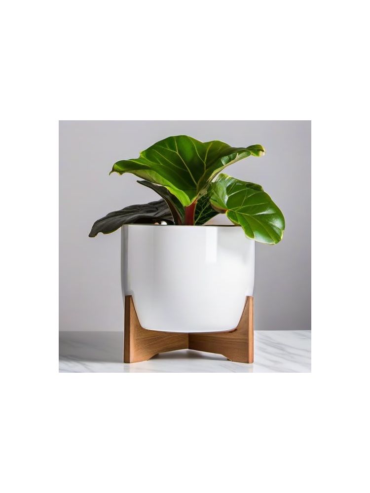 Indoor Fiddle Leaf Fig Planter Set - Essential