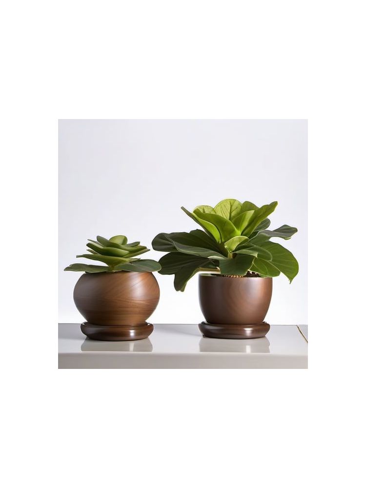 Indoor Fiddle Leaf Fig Planter Set - Advanced