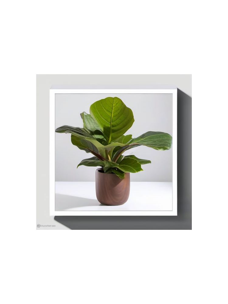 Indoor Fiddle Leaf Fig Planter Set - Advanced