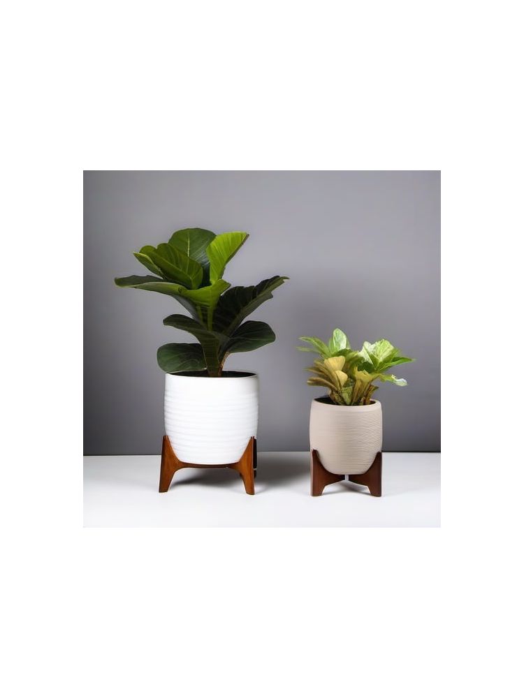 Indoor Fiddle Leaf Fig Planter Set - Advanced