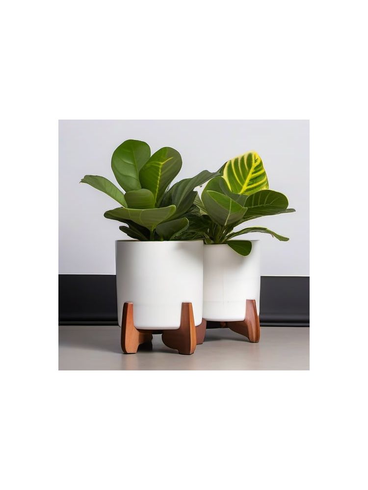 Indoor Fiddle Leaf Fig Planter Set - Compact