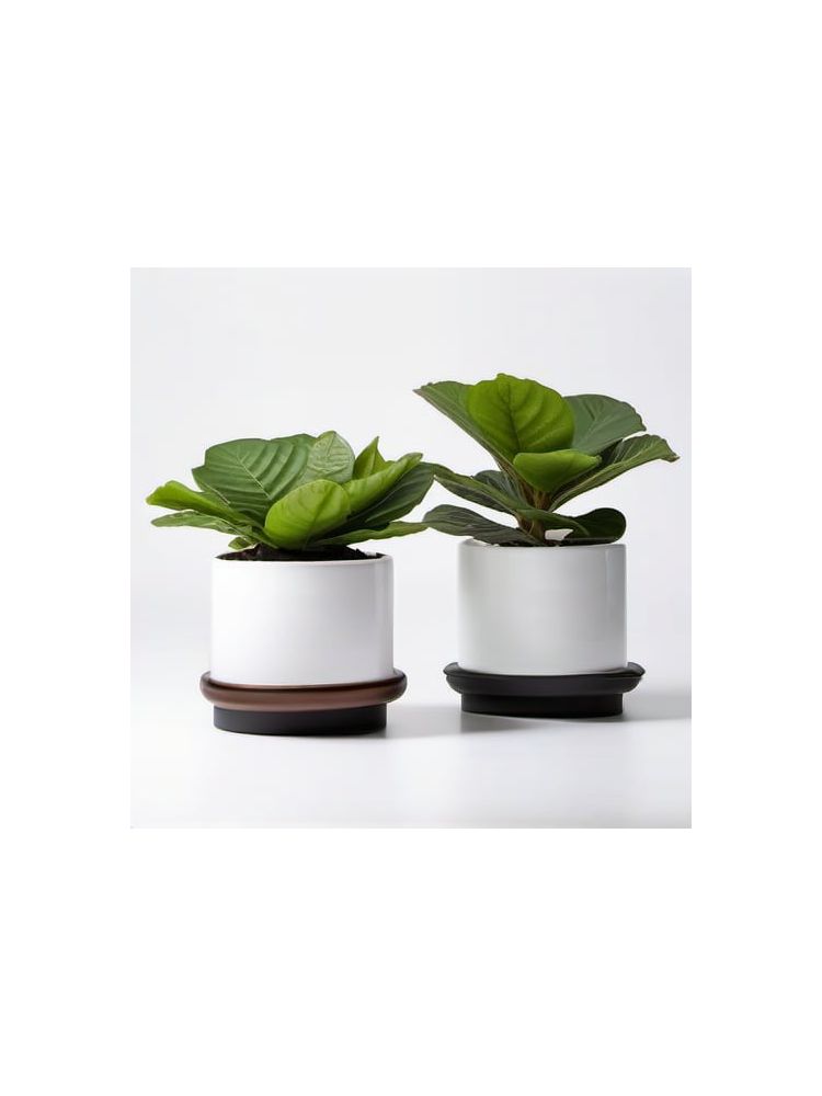 Indoor Fiddle Leaf Fig Planter Set - Compact