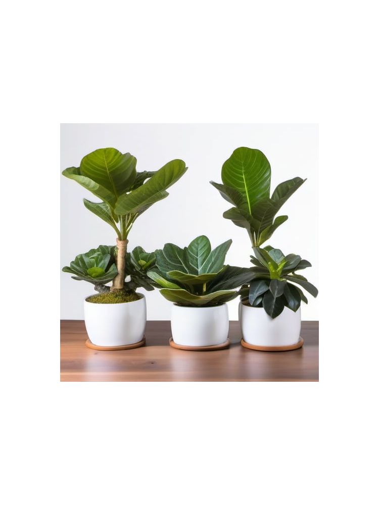 Indoor Fiddle Leaf Fig Planter Set - Premium