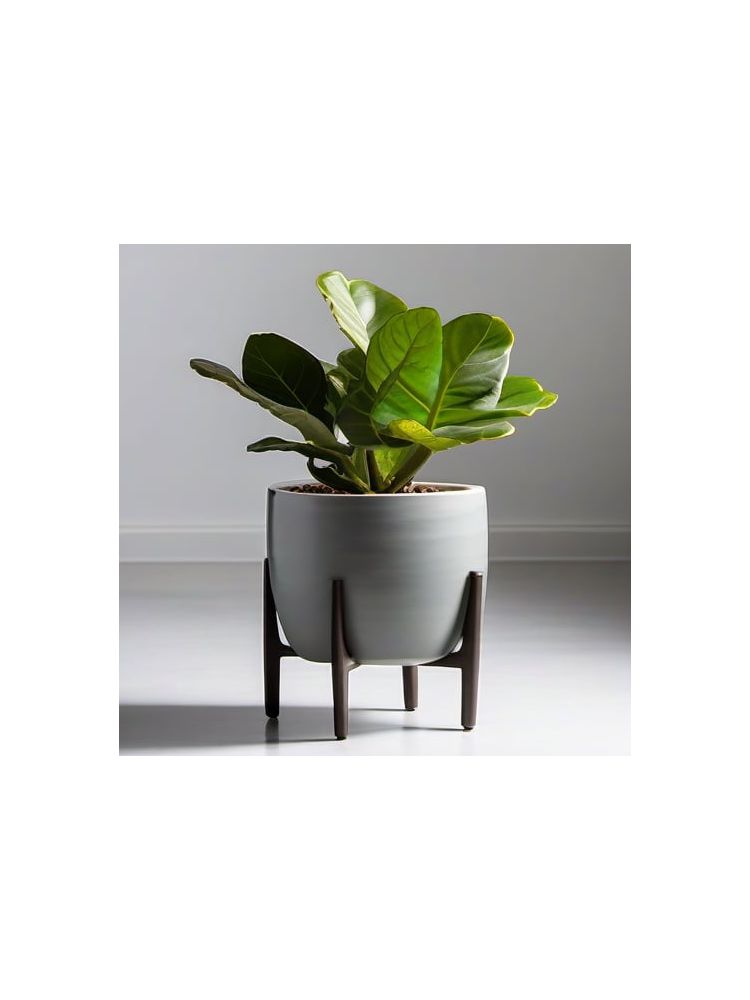 Indoor Fiddle Leaf Fig Planter Set - Premium