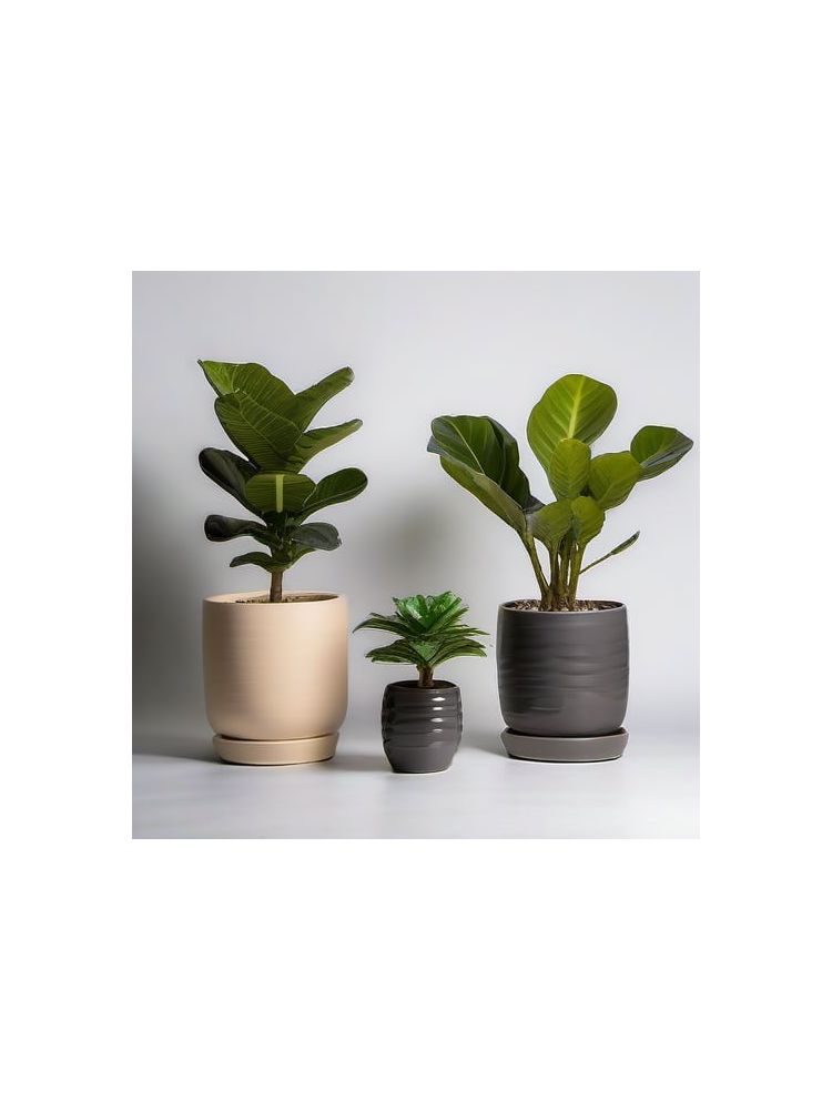 Indoor Fiddle Leaf Fig Planter Set - Premium
